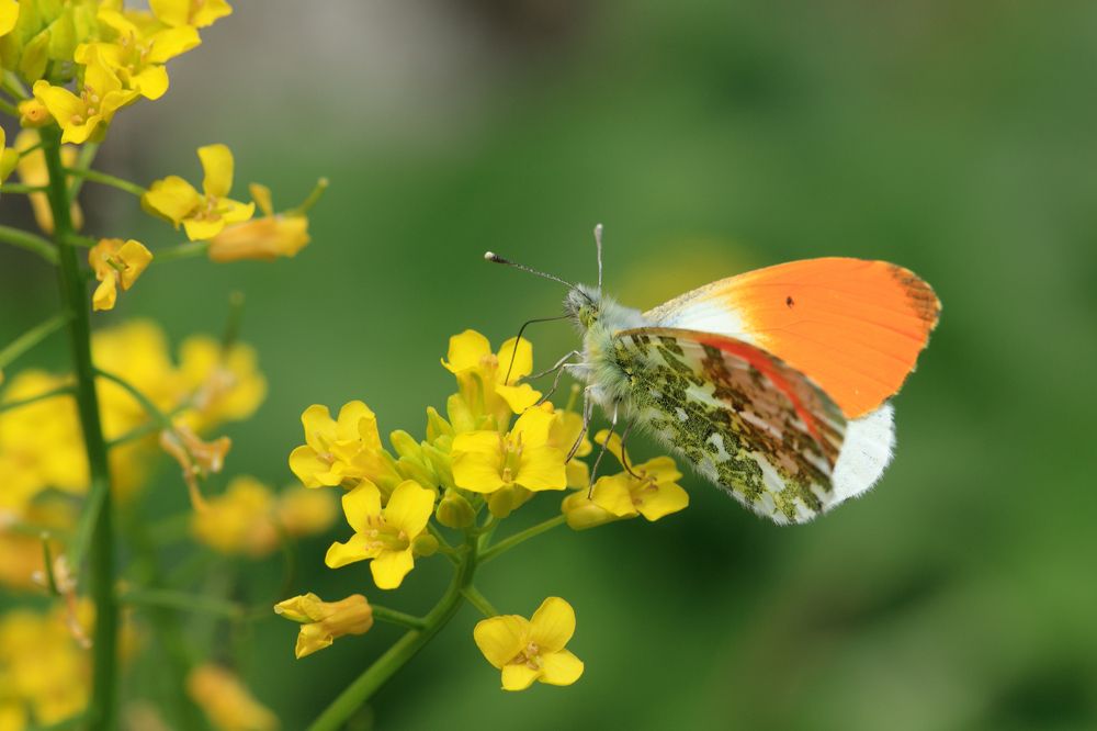 Фотография автора Татьяна Меньшикова