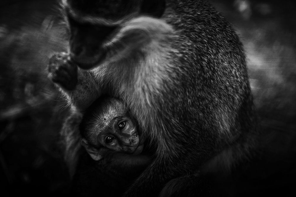 Photograph by  Shady