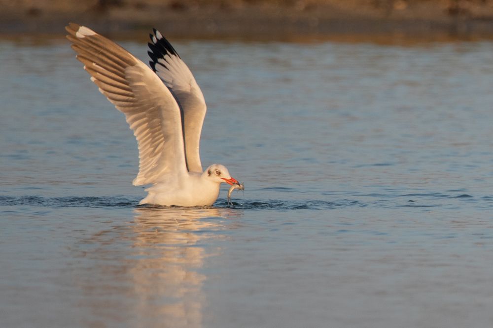 Photograph by Sudara Sansali De Silva