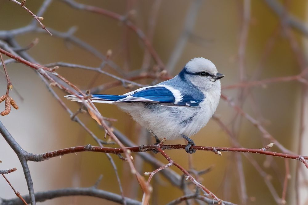 Фотография автора Татьяна Меньшикова