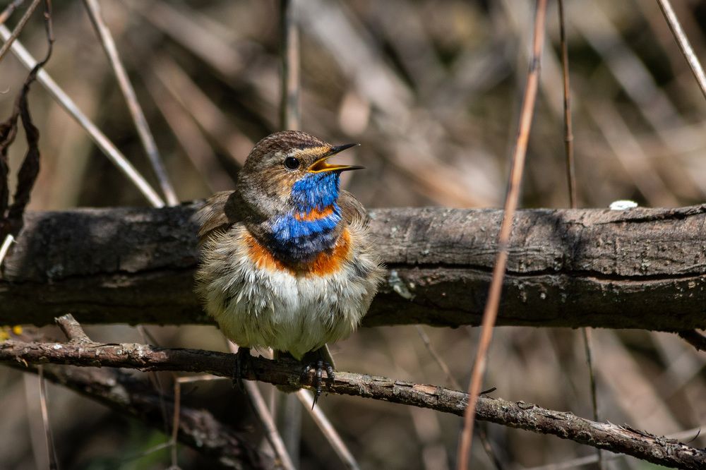 Photograph by Светлана Верзилина