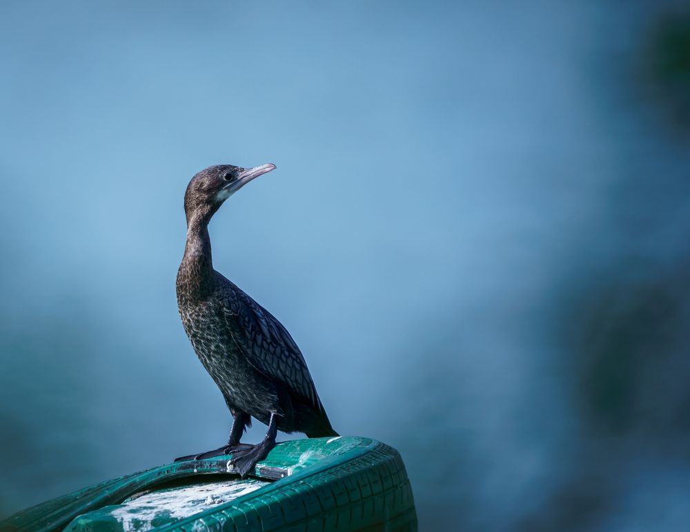 Photograph by Noufal Pallikal Akath