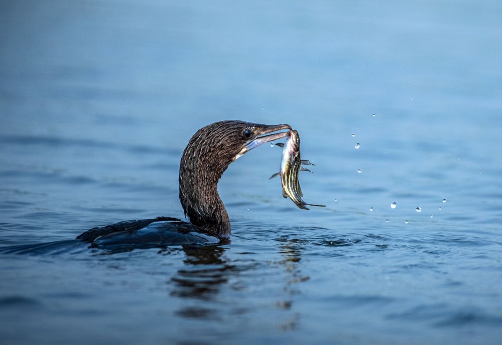 Photograph by Jayanta Guha