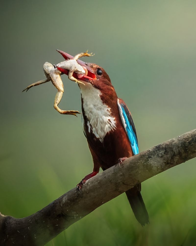 Kingfisher Killing Process