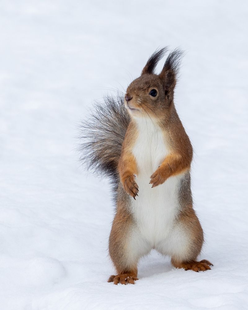 Photograph by Chic.chiquitita