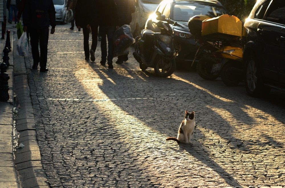 Real Istanbul Citizens