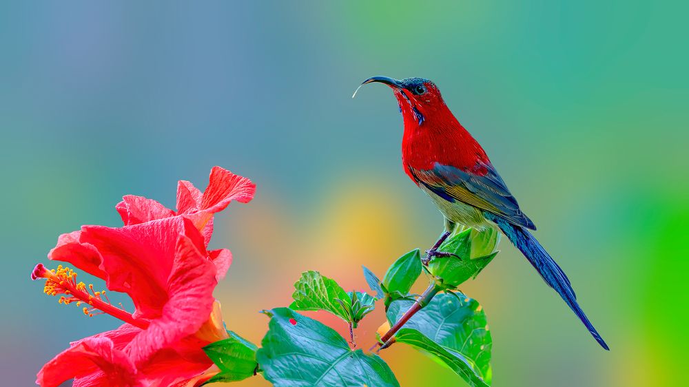 Bird on a flower