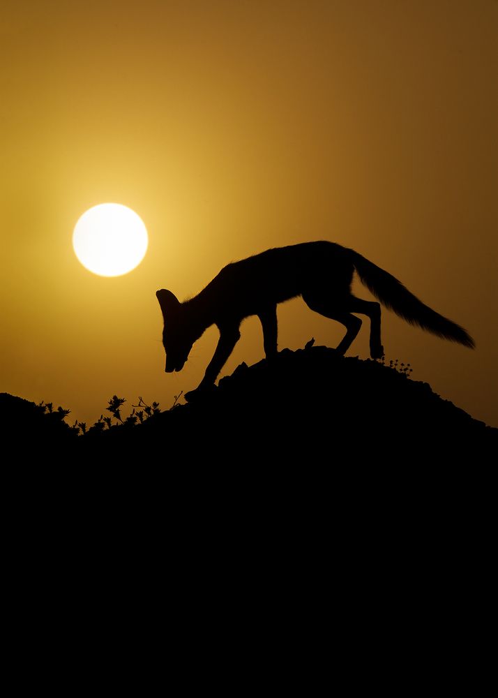 Photograph by sajjad saadat