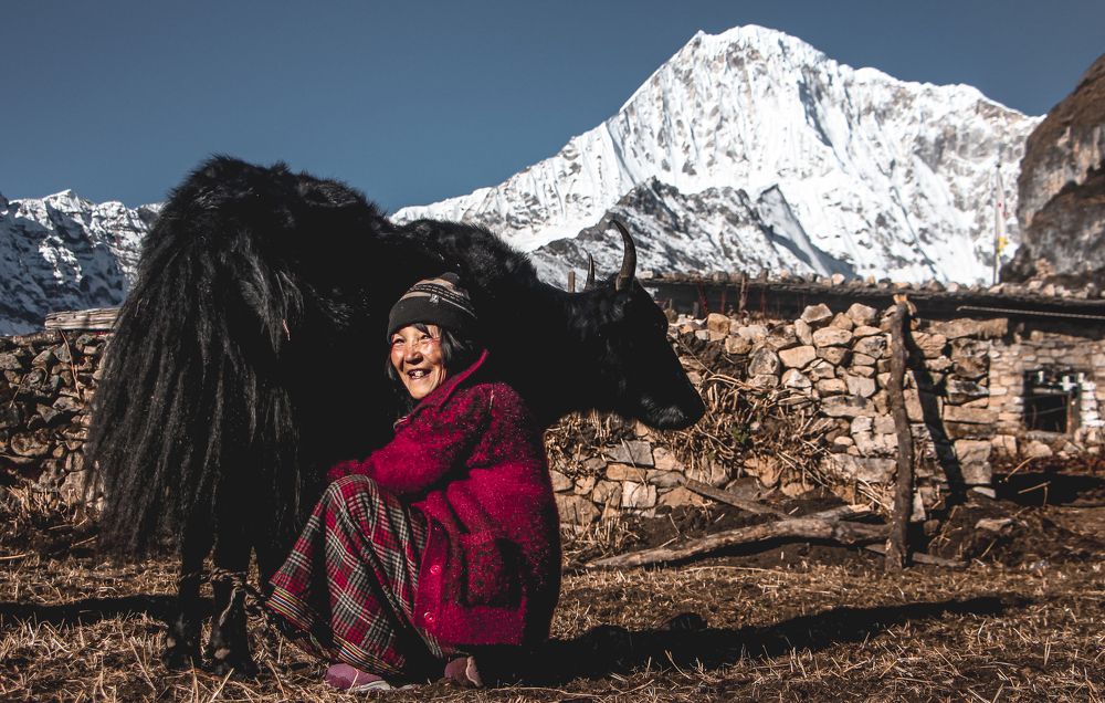 Milking 40 Yaks a day!