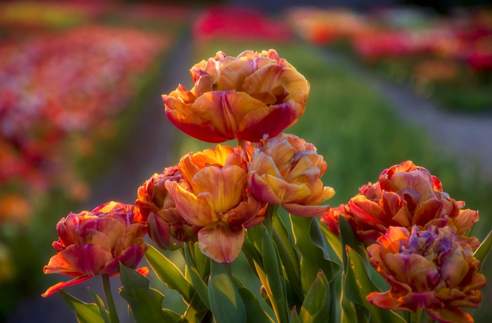 Tulips show their gorgeous colors