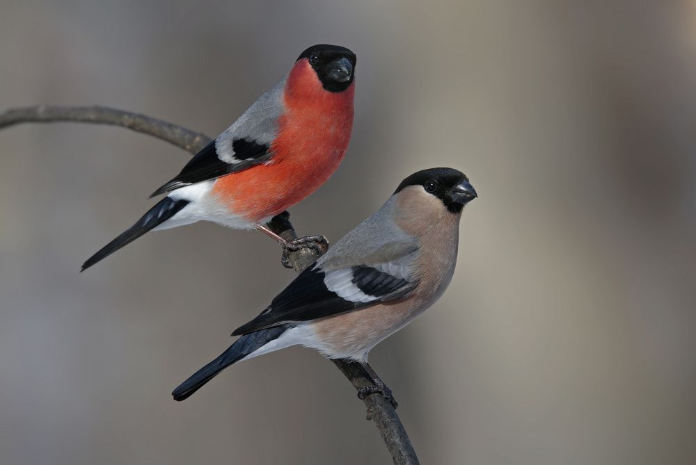 Photograph by Джамалдаев Руслан