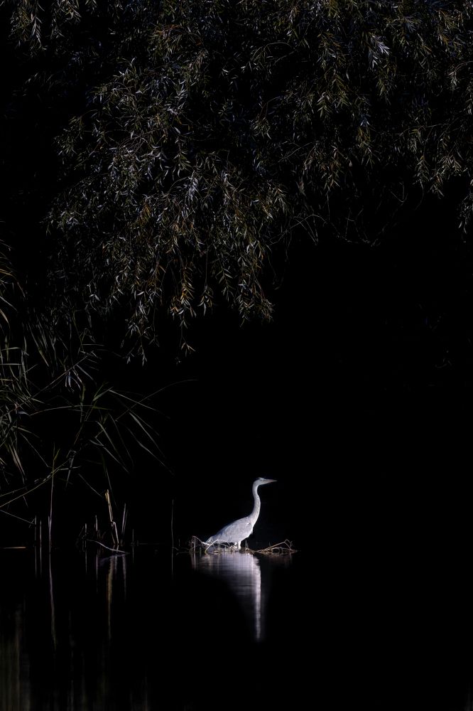 Photograph by Adrian Grigore