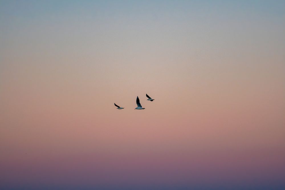 Photograph by Adrian Grigore