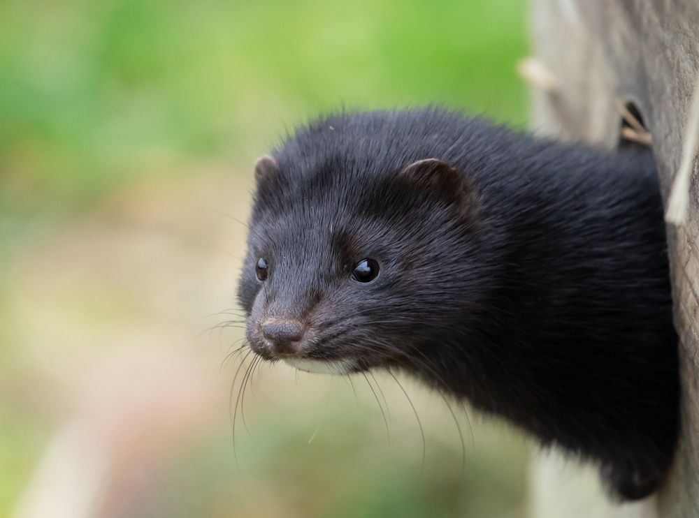 Фотография автора MARIA KULA