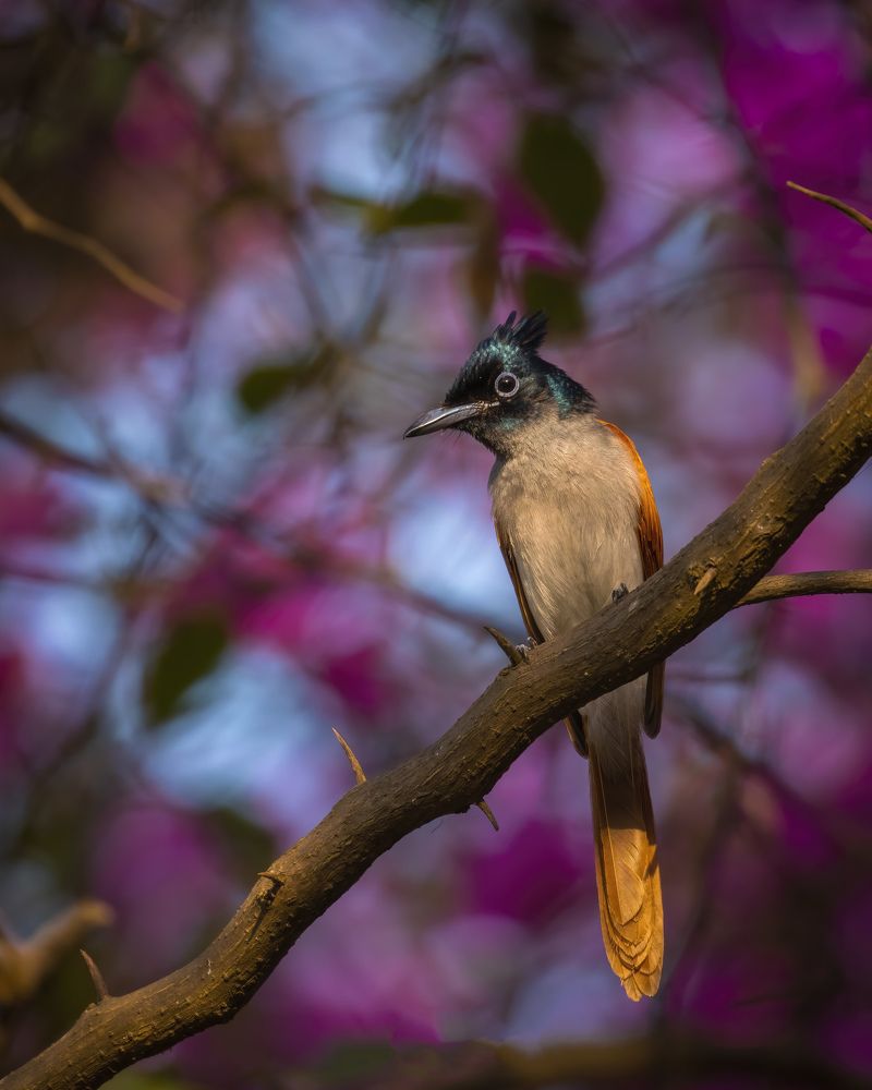 Photograph by Abhaya Shukla