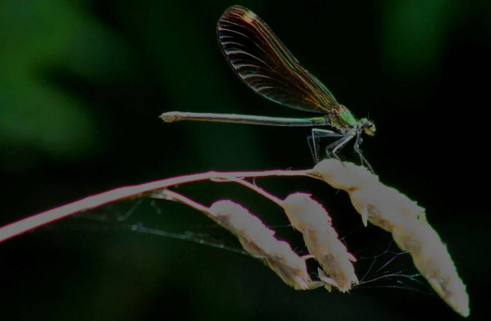 Photograph by Ferreira Francisco