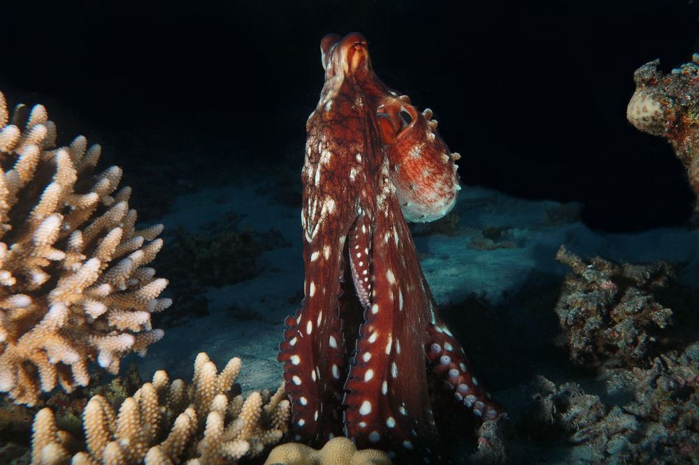 Фотография автора Владимир Чубенко