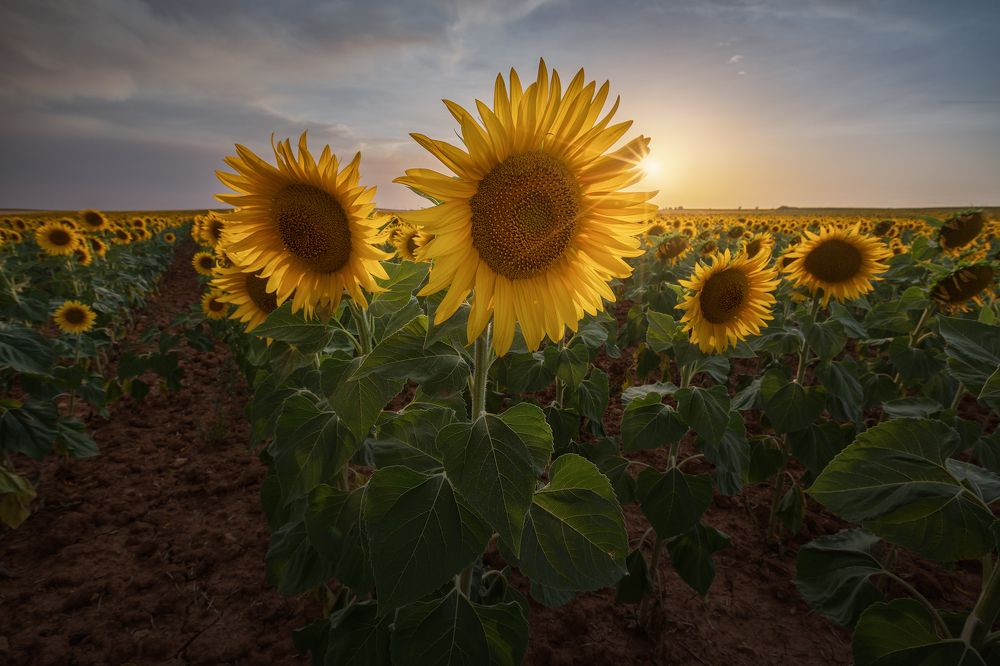 Photograph by Tomás Sánchez