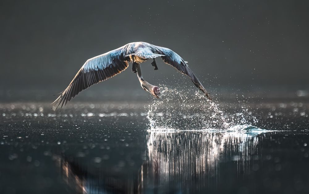 Photograph by Rakesh Baro