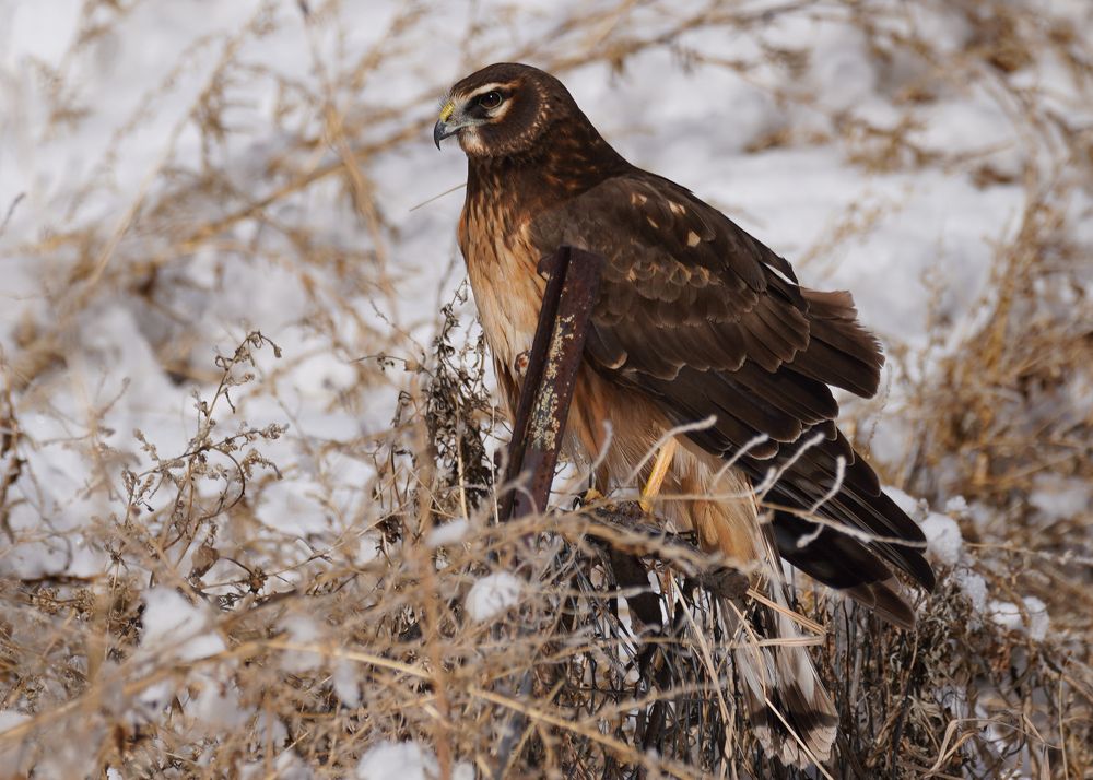 Harrier Hawk in Snow Left Profile