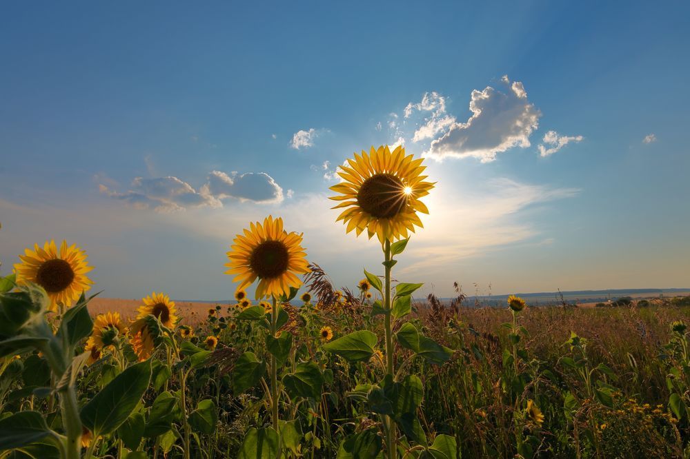Солнце и подсолнух