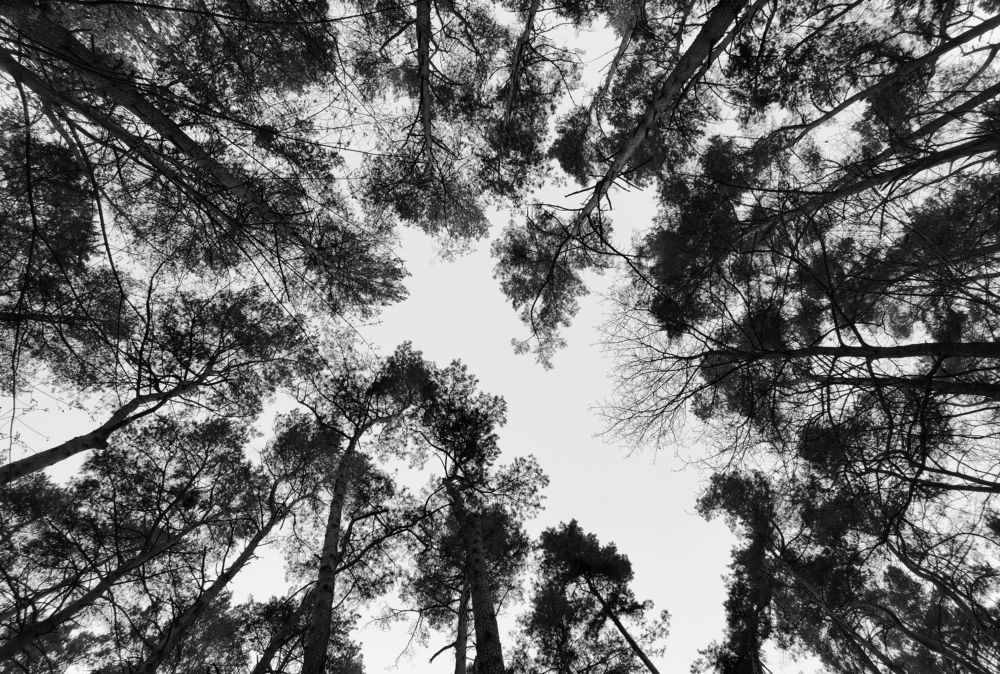 Photograph by Дмитрий Дрозд