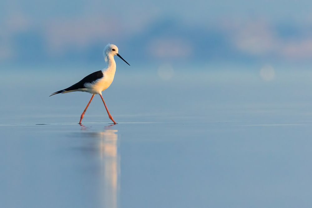 Фотография автора Niranjan Acharya