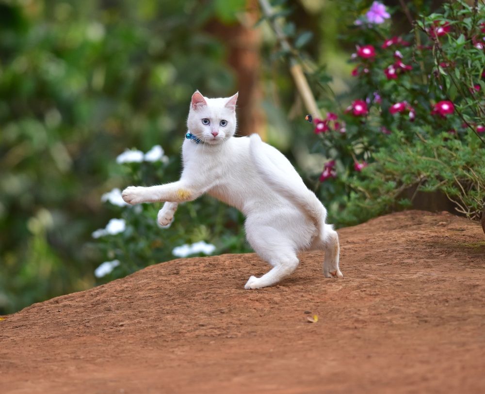 Photograph by Uthaiah Pattachravanda