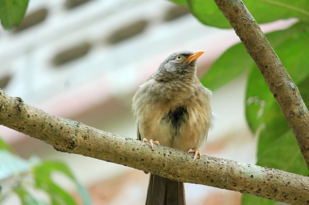 Photograph by Muhammad Razaul Karim