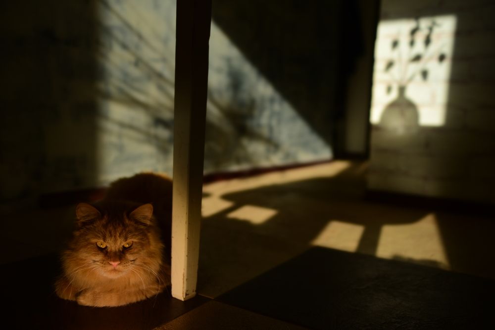 Фотография автора Татьяна Сикорская