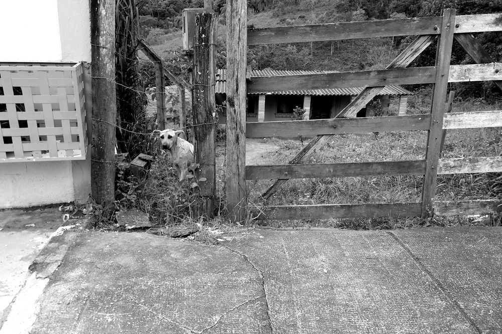 Photograph by Tatiana Barthem