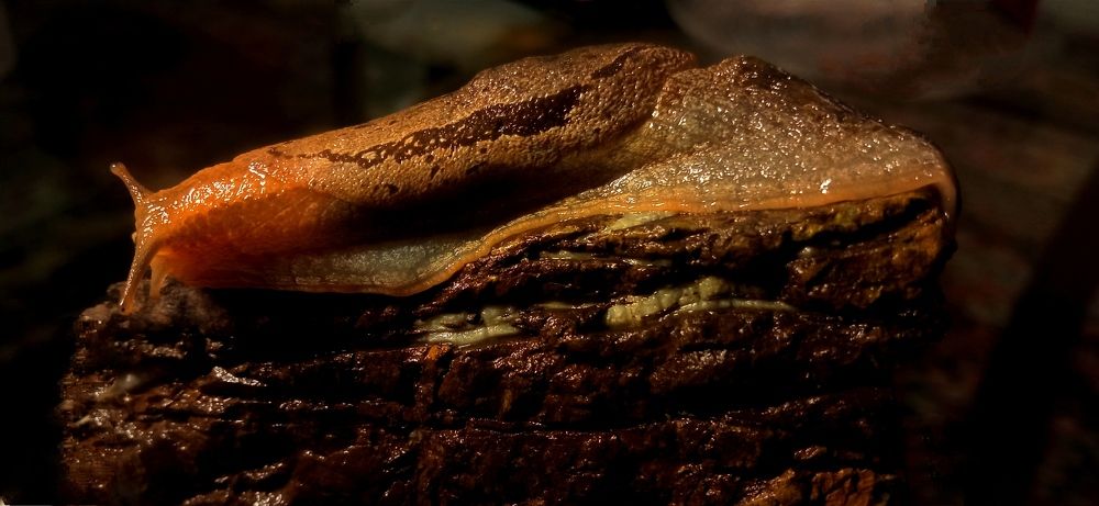 Фотография автора Mahdi Mohammadi