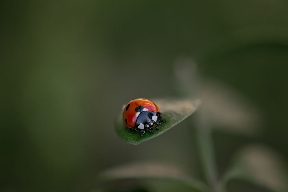 Photograph by Светлана Тузлукова