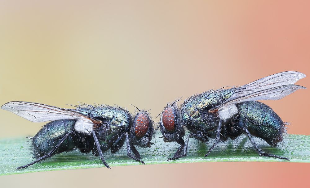 Green bottle flies