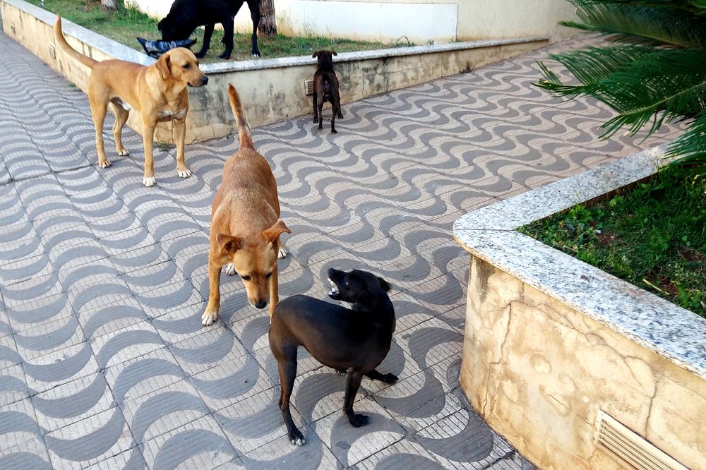 Photograph by Tatiana Barthem