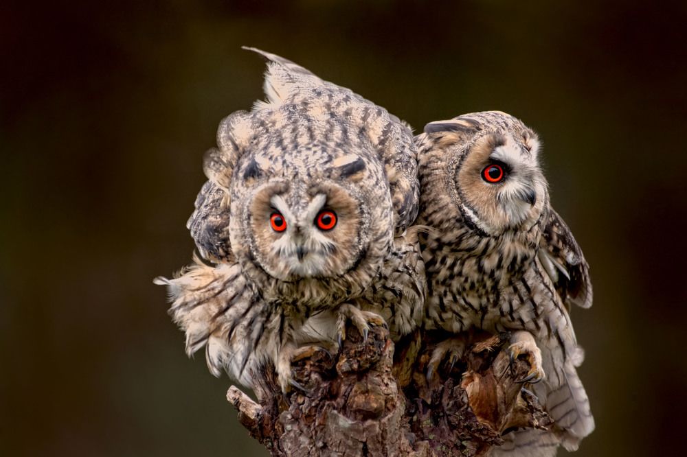 Birds of prey at Diessen