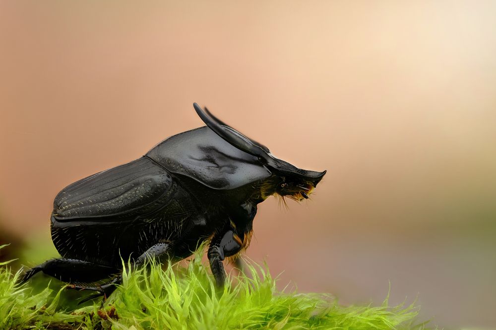 Photograph by Антон Орленко