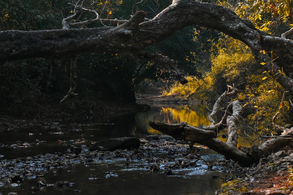 Photograph by Manjunath Patil