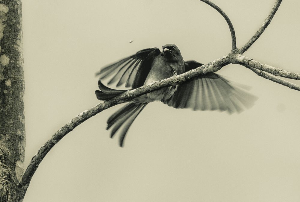 Photograph by Roshana Prasad