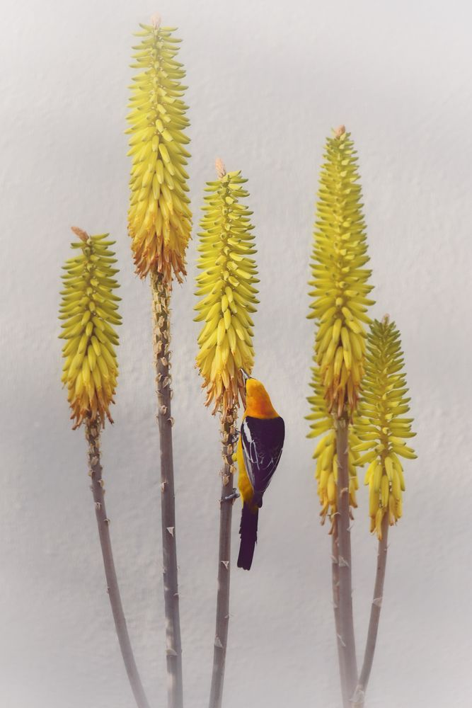 Фотография автора Gabriela Bonilla