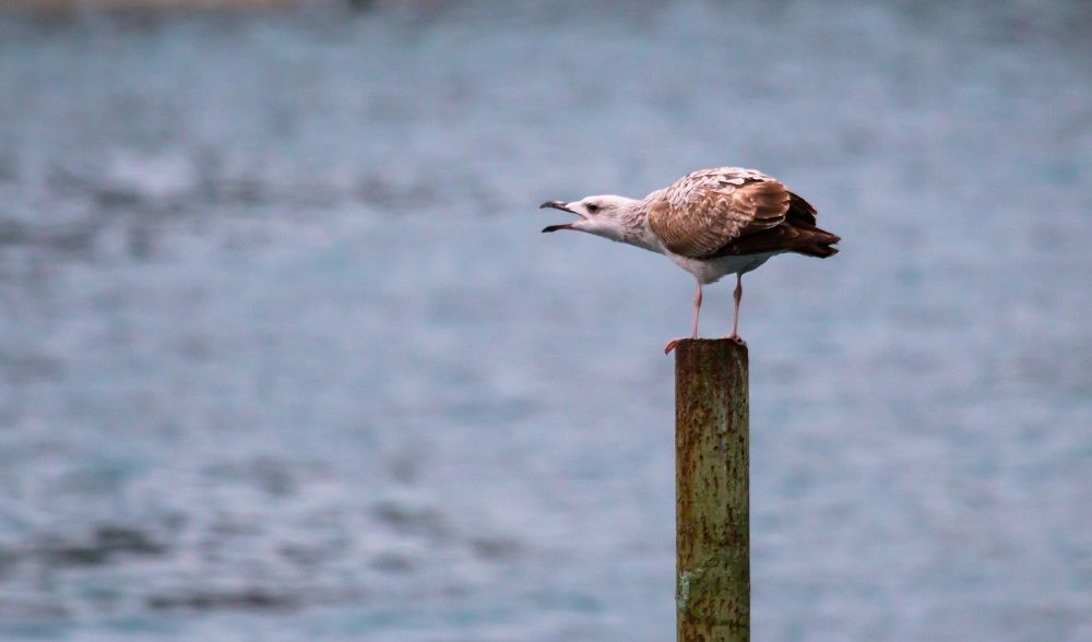 Photograph by Мария Мостипака