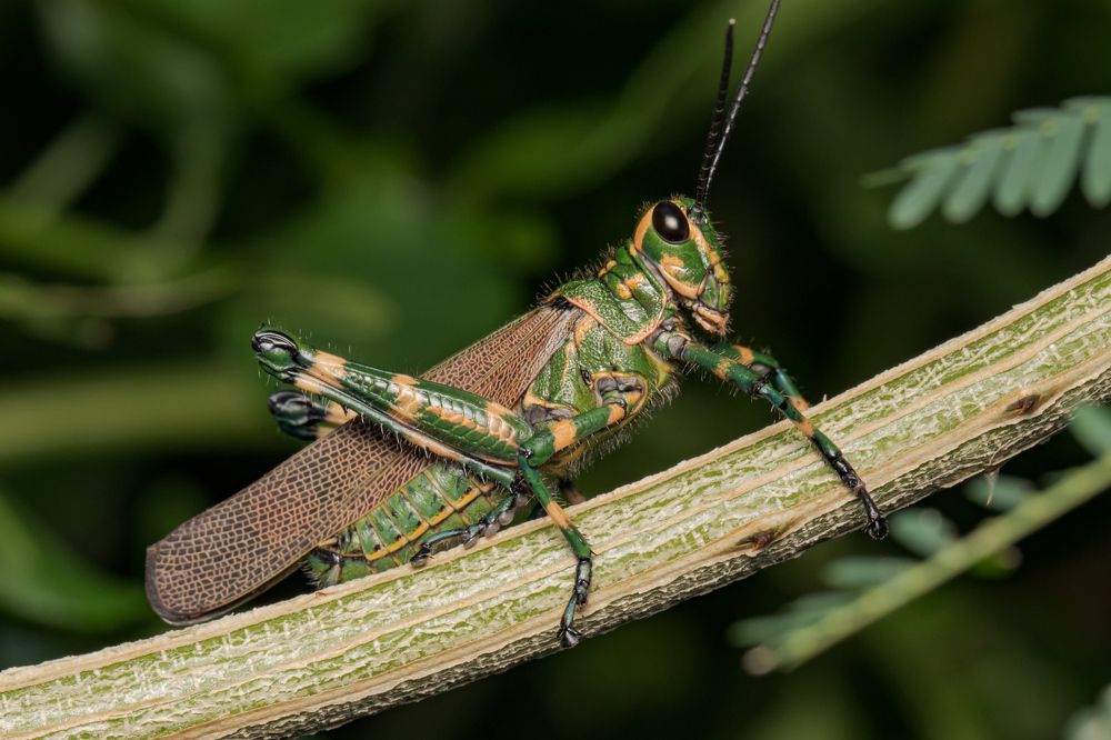 Grasshopper