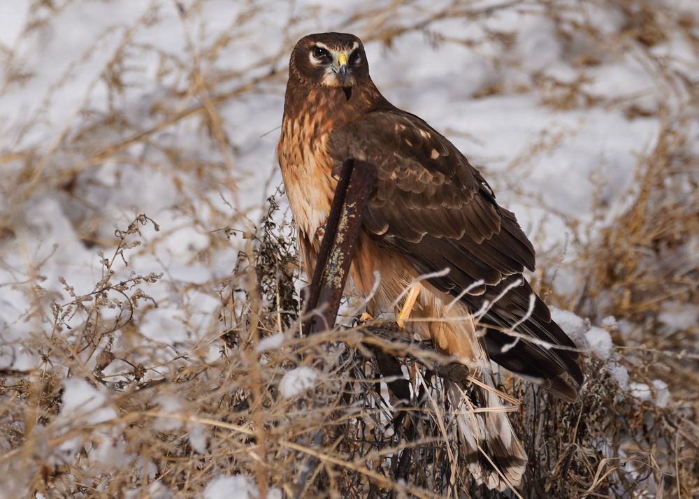 Фотография автора Heather Spencer