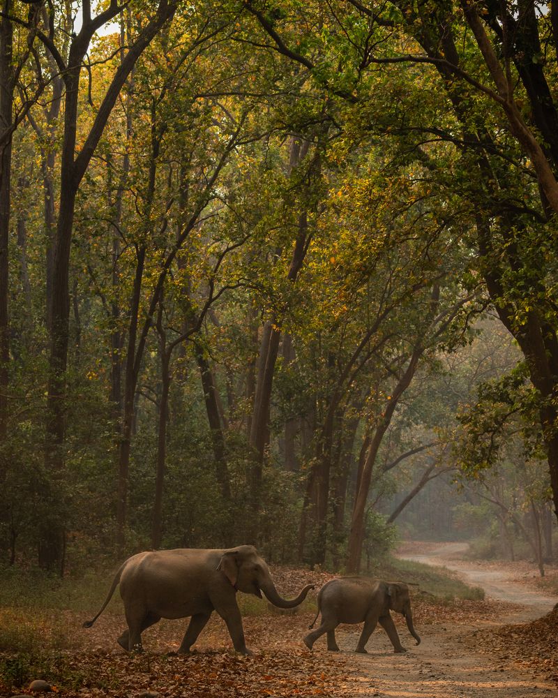 Photograph by Abhaya Shukla