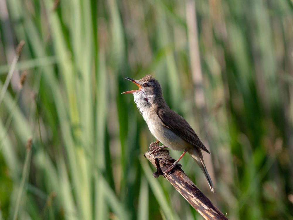 Photograph by Павел Краснослободцев