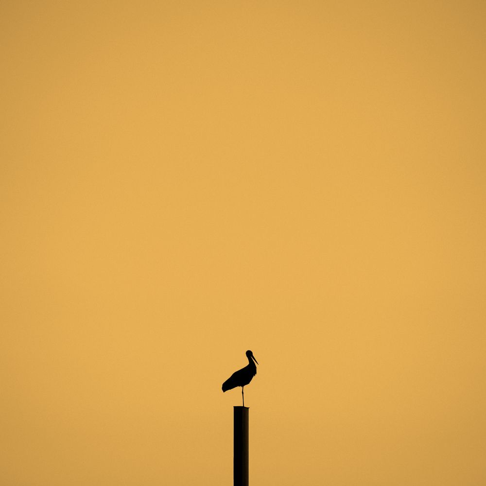 Фотография автора Nima Mohsenpour