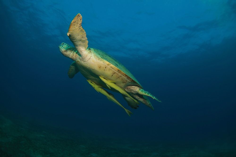 Фотография автора Владимир Чубенко