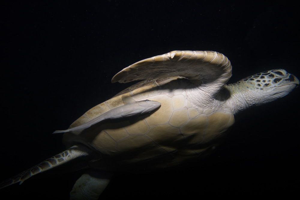 Фотография автора Владимир Чубенко