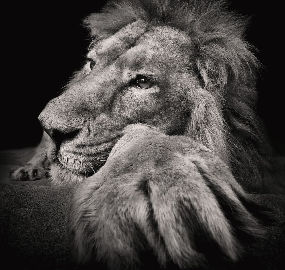 Photograph by amin kojoori