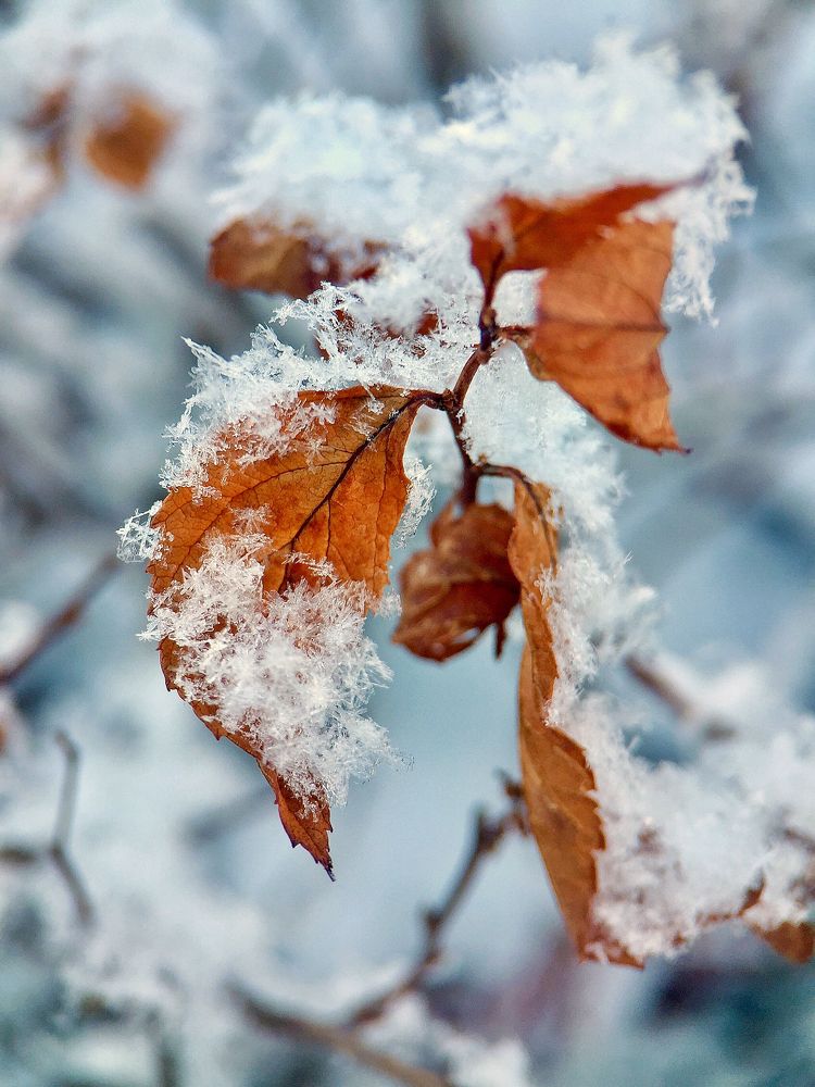 Photograph by Алена Шаргина